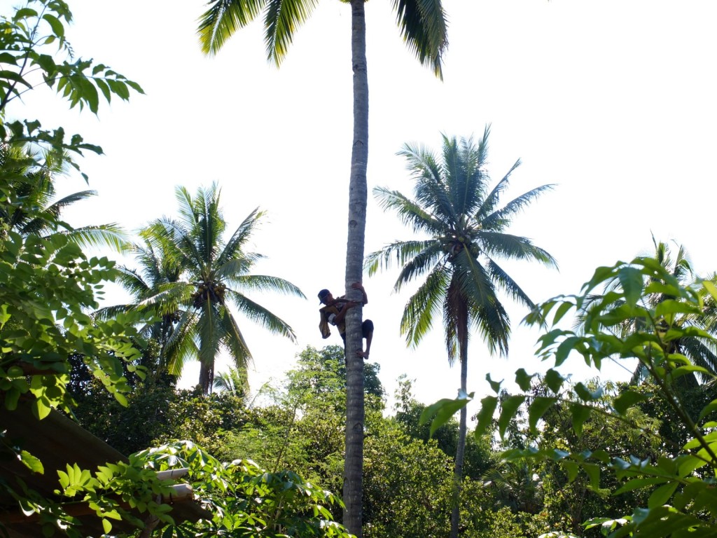 Upik's uncle climbing a coconut tree