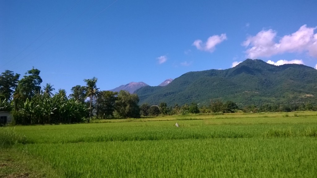 A volcano amongst rice fields