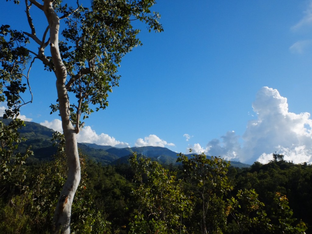 Just like home: Eucalyptus in Timor-Leste 