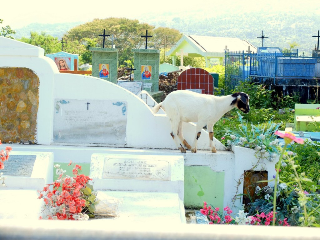 Goats and graves: animals are everywhere in Timor-Leste.