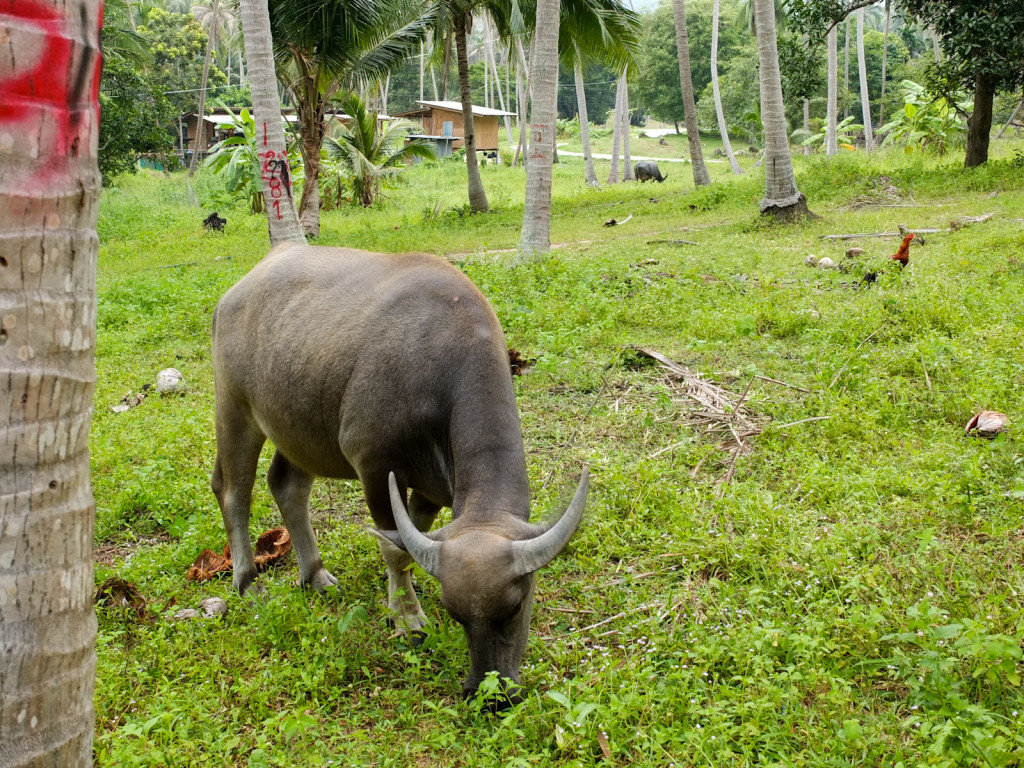 Water buffalo at Koh Phangan