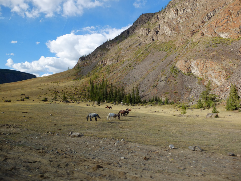 Altai ponies