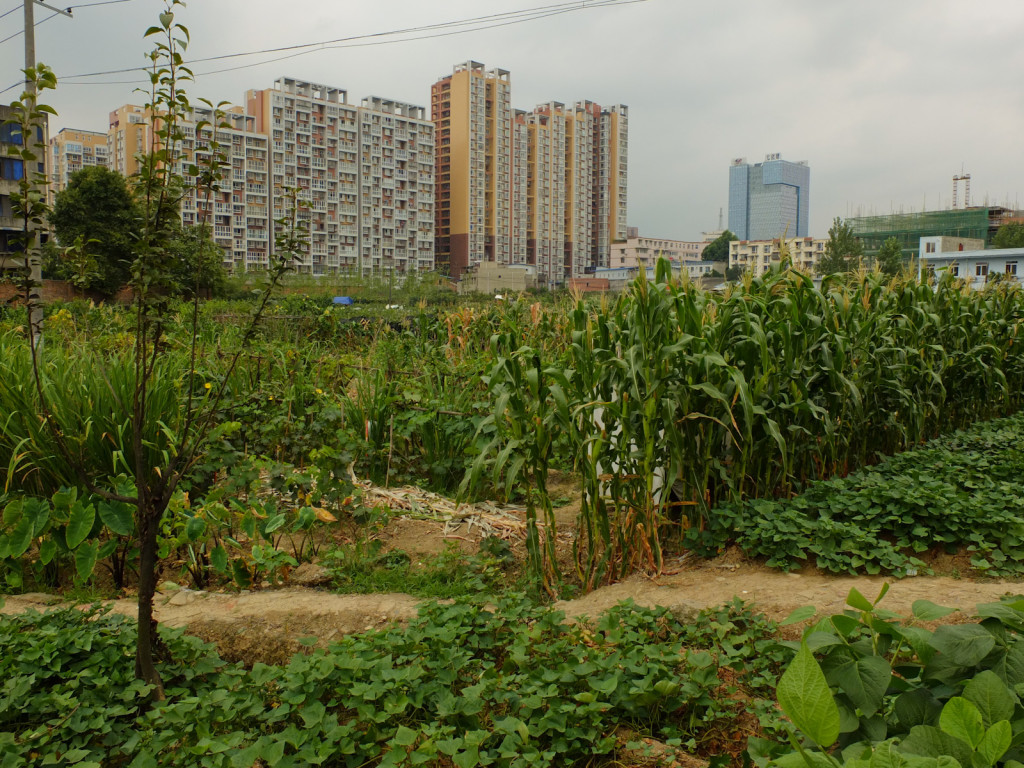 Longchuen, Chengdu, Sichuan Province: I was very surprised to see agriculture happening on large blocks on the outskirts of Chengdu, a city of 13 million. On one hand, it's very cool that some food is being grown locally. On the other hand, this is a city that suffers grey skies most days of the year due to the smog the city creates... If the water's not safe for human consumption, is it safe for human food production?
