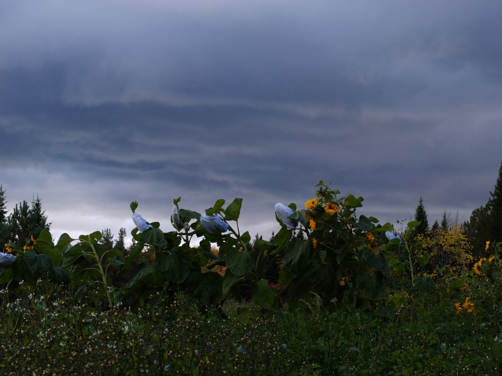 Sunflowers and storm